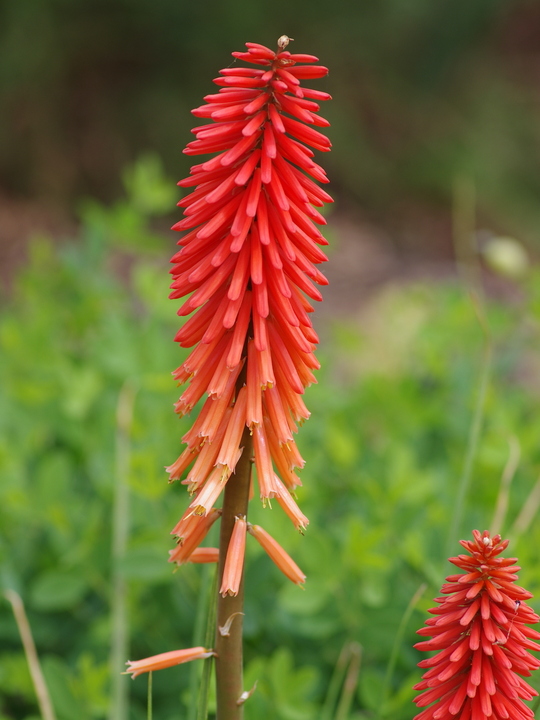 Kniphofia 'Nancy's Red'