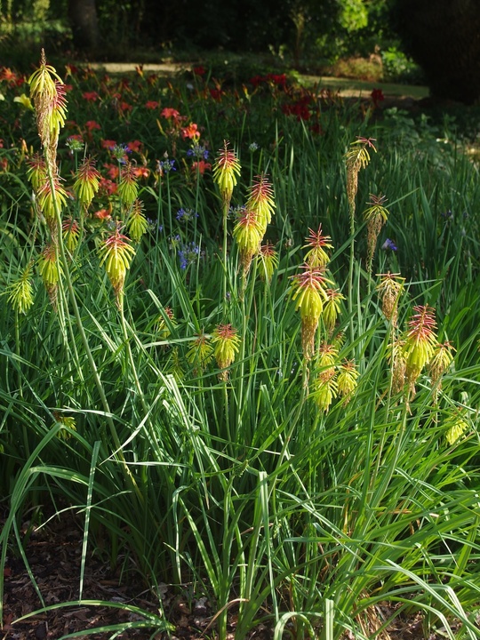 Kniphofia rufa