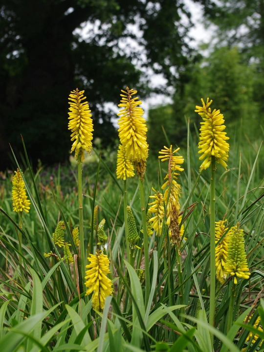 Kniphofia 'Sunningdale Yellow'