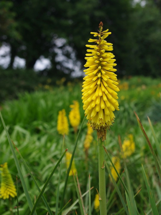 Kniphofia 'Sunningdale Yellow'