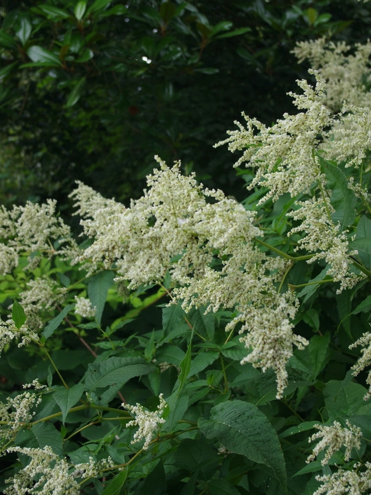 Koenigia alpina