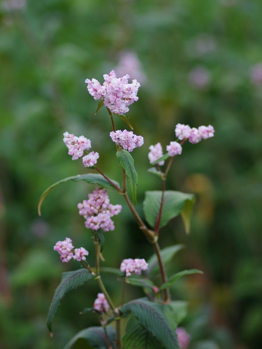 Koenigia campanulata 'Madame Jigard'