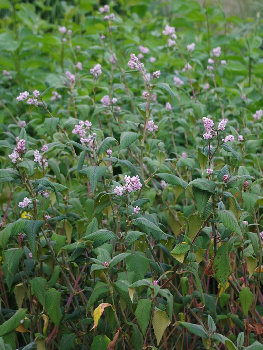 Koenigia campanulata 'Madame Jigard'