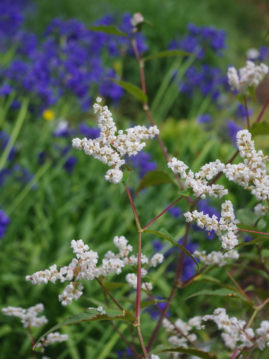 Koenigia campanulata 'Southcombe White'