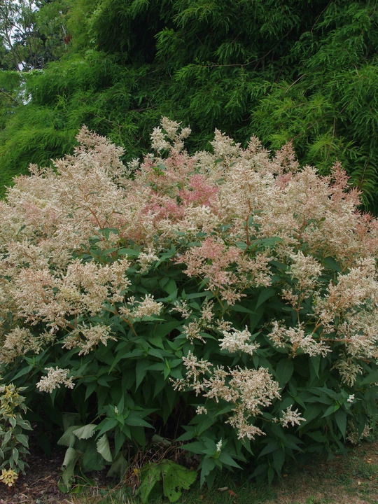 Koenigia x fennica 'Johanniswolke'