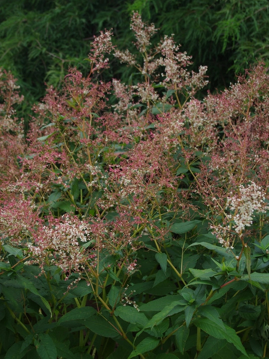 Koenigia x fennica 'Johanniswolke'