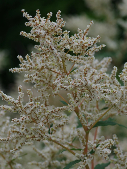Koenigia x fennica 'Johanniswolke'