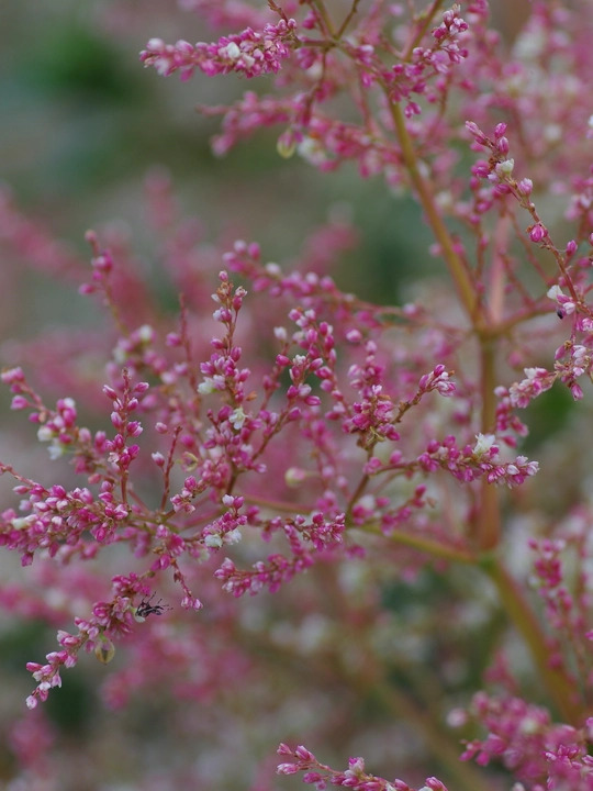Koenigia x fennica 'Johanniswolke'
