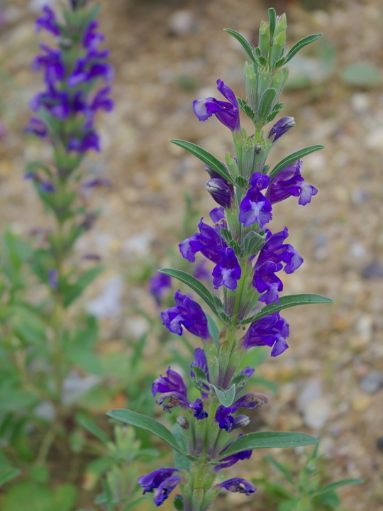 Lallemantia canescens