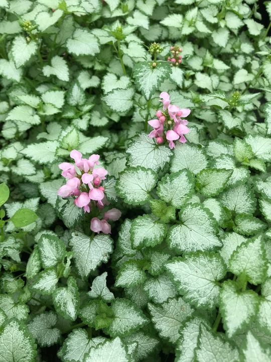 Lamium maculatum 'Pink Pewter'