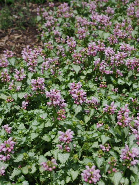 Lamium maculatum 'Pink Pewter'