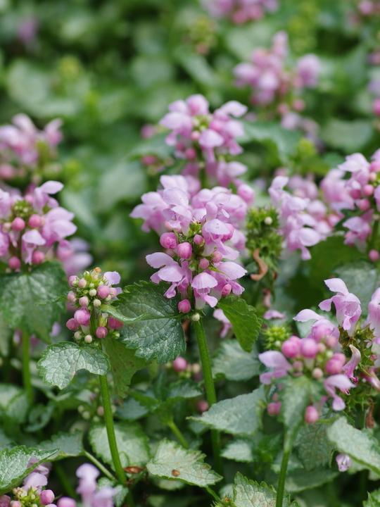 Lamium maculatum 'Pink Pewter'