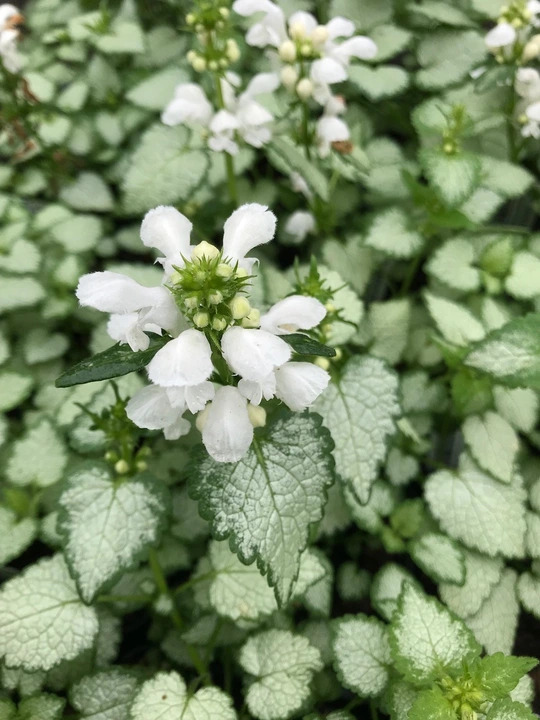 Lamium maculatum 'White Nancy'