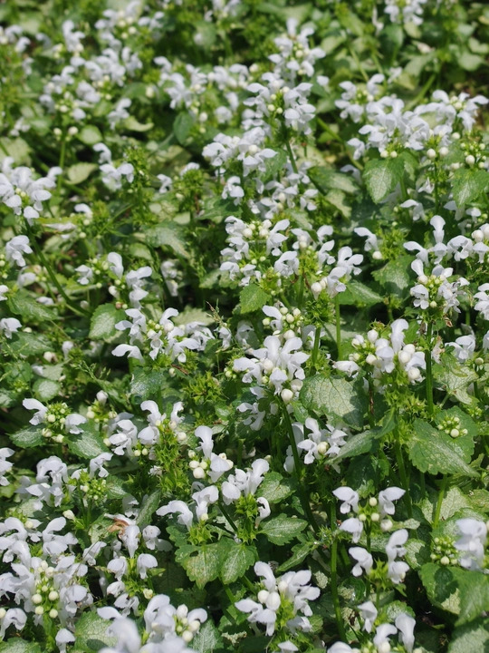 Lamium maculatum 'White Nancy'