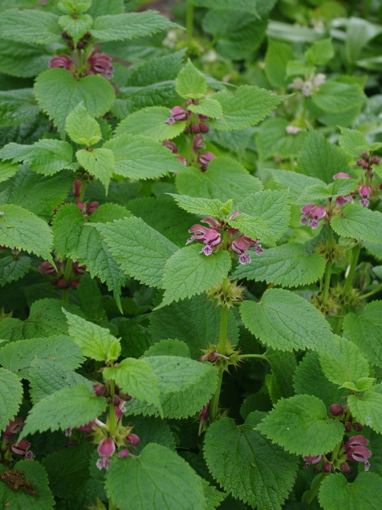 Lamium orvala