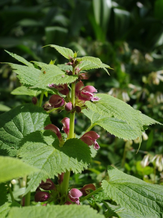 Lamium orvala