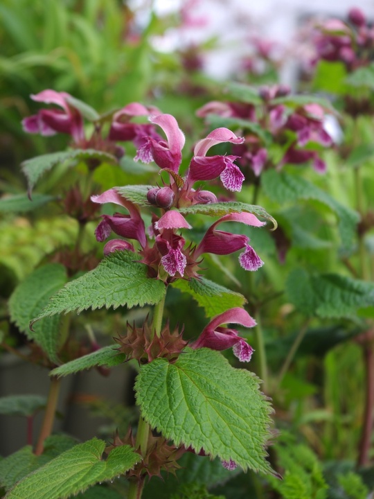 Lamium orvala 'Silva'