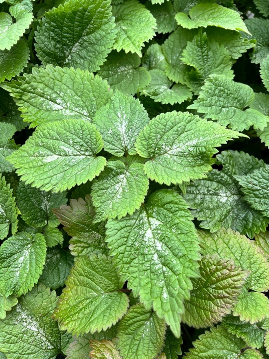 Lamium orvala 'Silva'