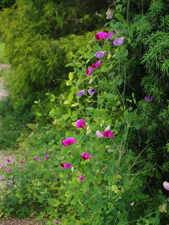 Lathyrus grandiflorus