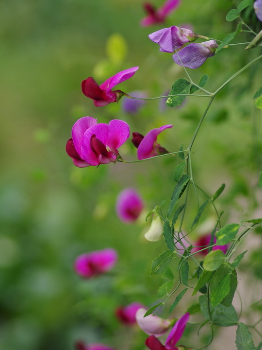 Lathyrus grandiflorus