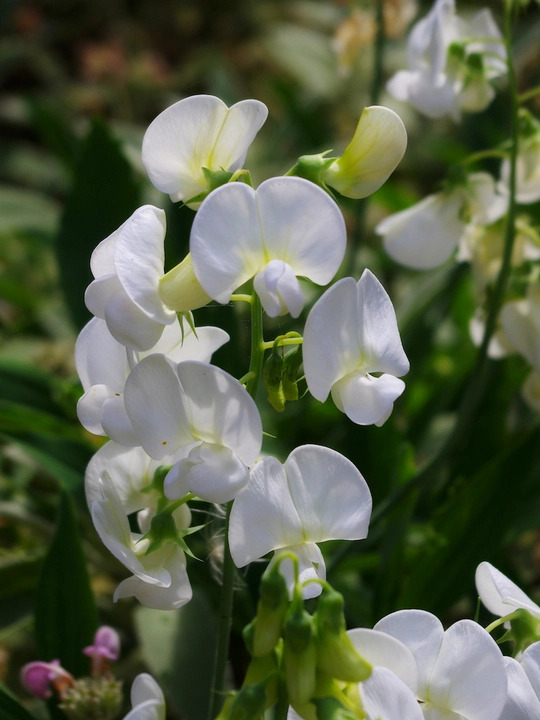 Lathyrus latifolius 'White Pearl'