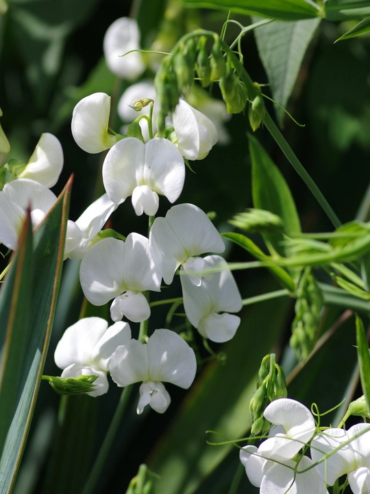 Lathyrus latifolius 'White Pearl'