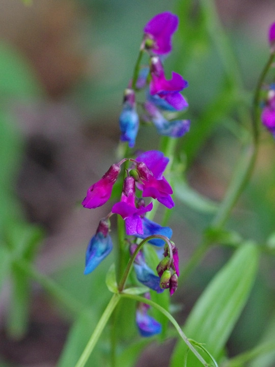 Lathyrus vernus
