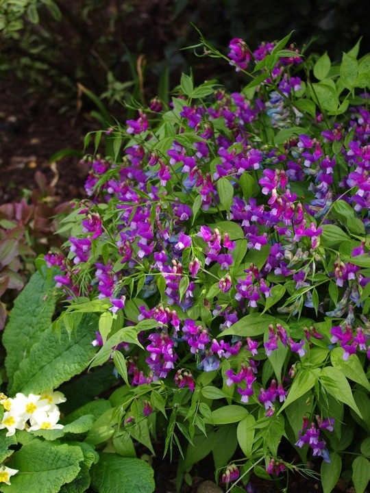 Lathyrus vernus