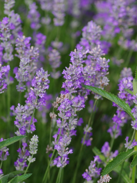 Lavandula angustifolia 'Ashdown Forest'