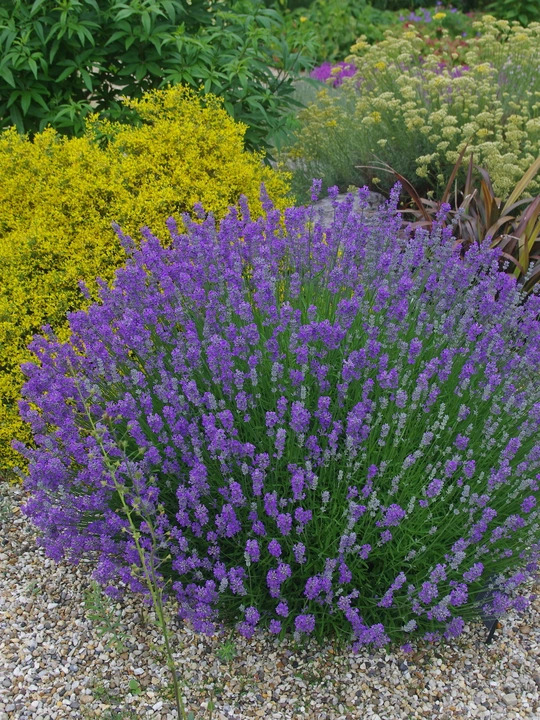 Lavandula angustifolia 'Ashdown Forest'