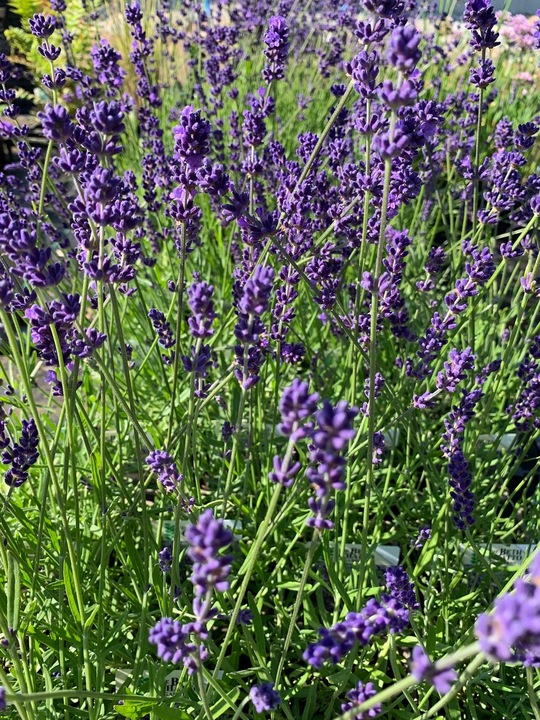 Lavandula angustifolia 'Big Time Blue'