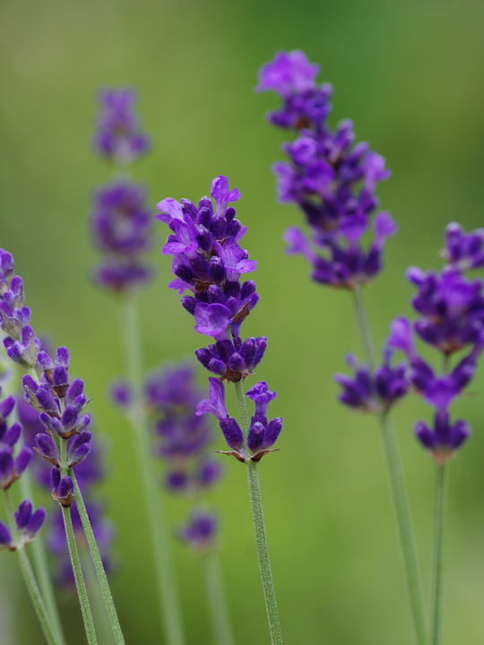 Lavandula angustifolia 'Hidcote'