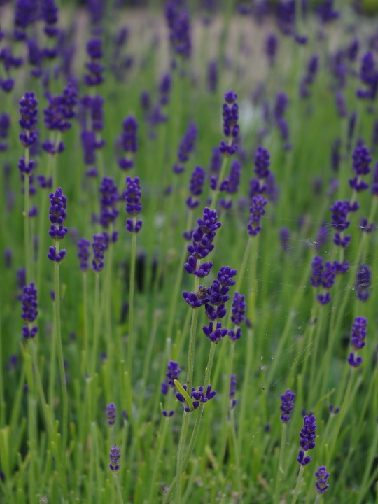 Lavandula angustifolia 'Hidcote'
