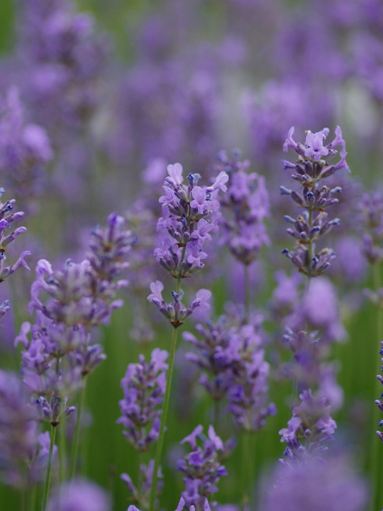 Lavandula angustifolia 'Munstead'
