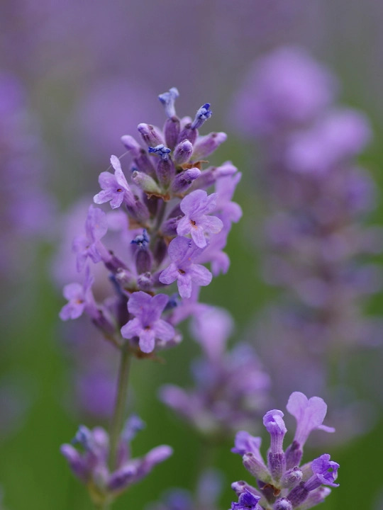 Lavandula angustifolia 'Munstead'