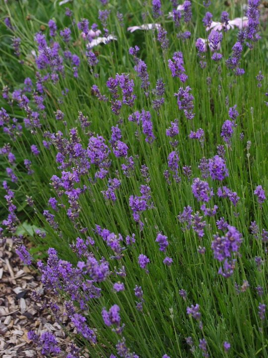 Lavandula angustifolia 'Munstead'