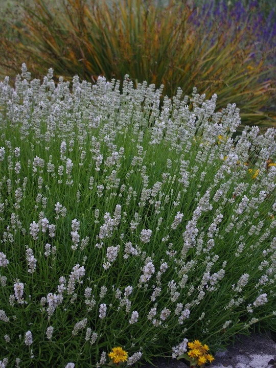 Lavandula angustifolia 'Nana Alba'