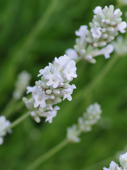 Lavandula angustifolia 'Nana Alba'