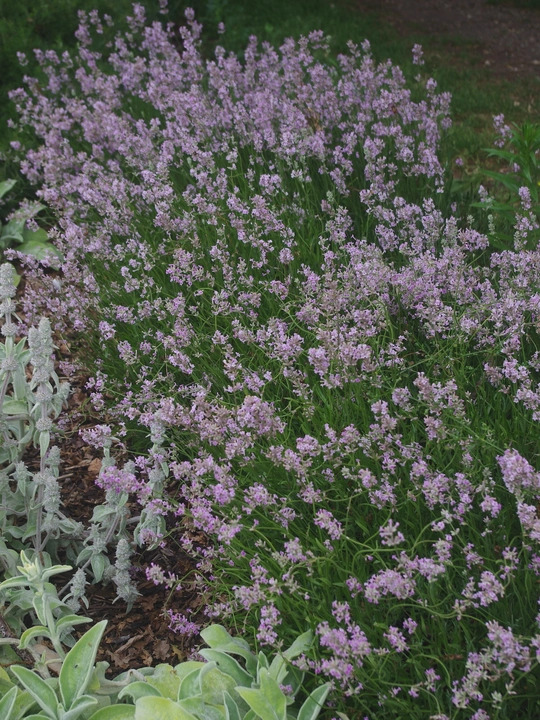 Lavandula angustifolia 'Rosea'