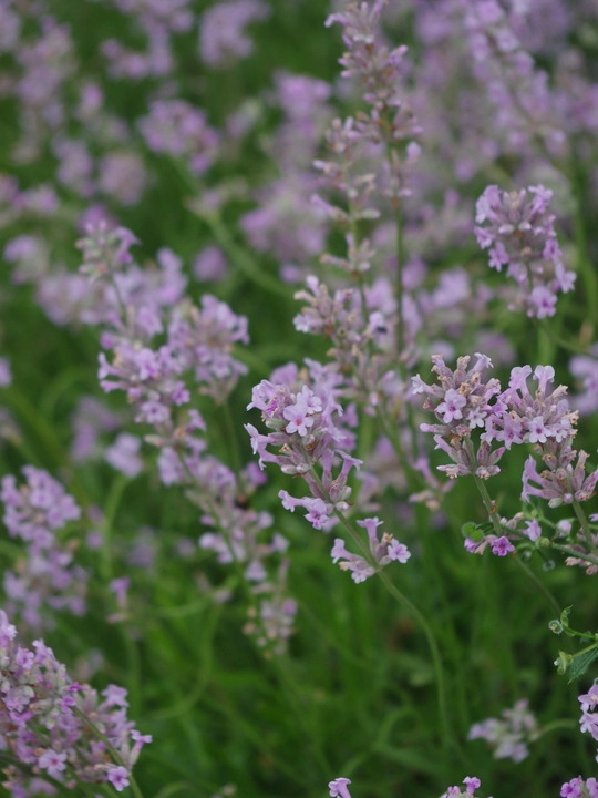 Lavandula angustifolia 'Rosea'