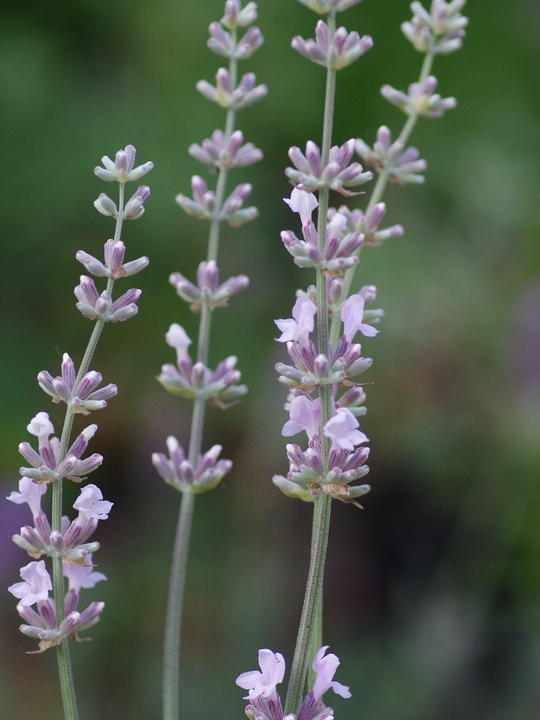 Lavandula angustifolia 'Saint Jean'