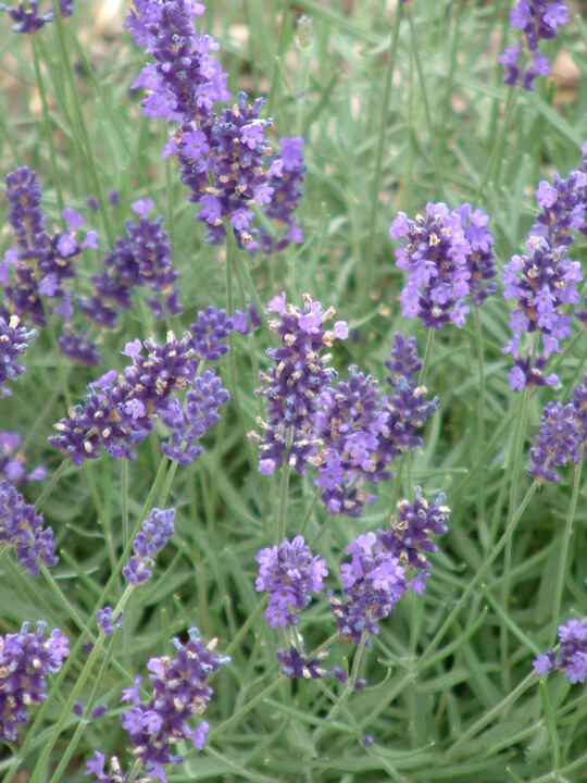 Lavandula angustifolia 'Hidcote' - Beth Chatto's Plants & Gardens