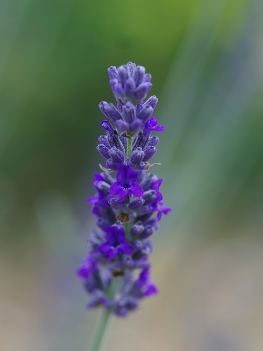 Lavandula lanata