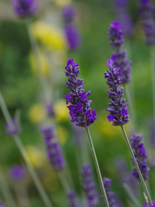 Lavandula lanata