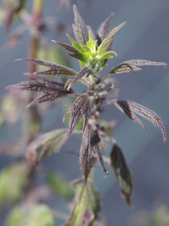 Leonurus cardiaca from Cally Gardens