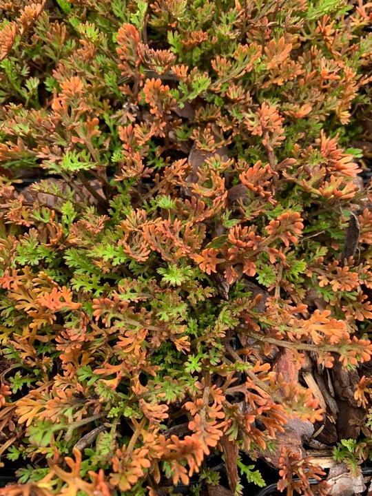 Leptinella 'County Park'