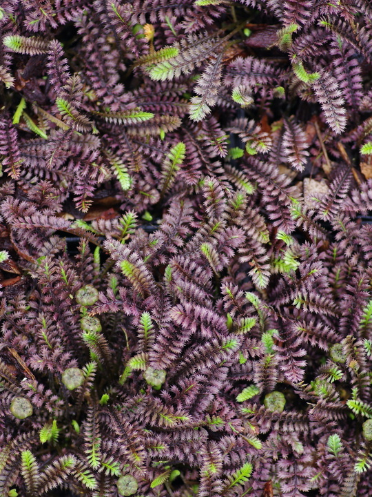 Leptinella squalida 'Platt's Black'