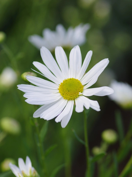Leucanthemella serotina