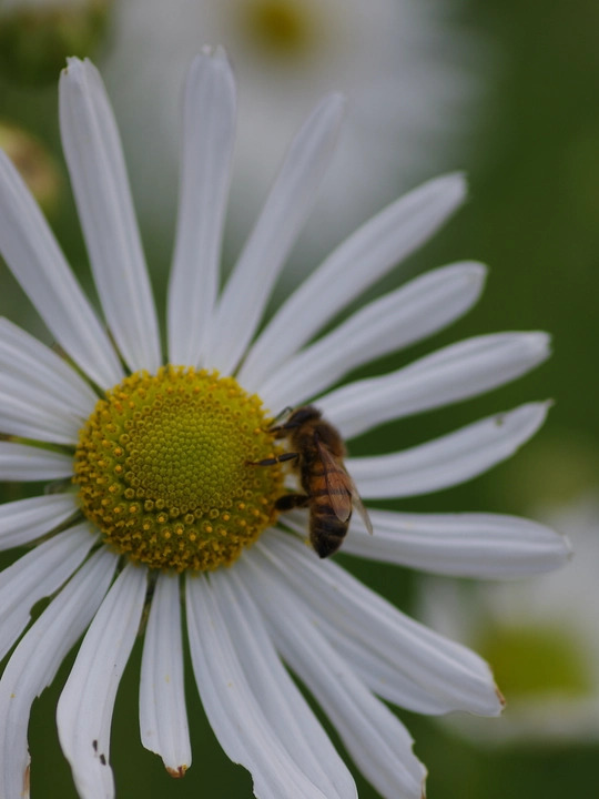 Leucanthemella serotina