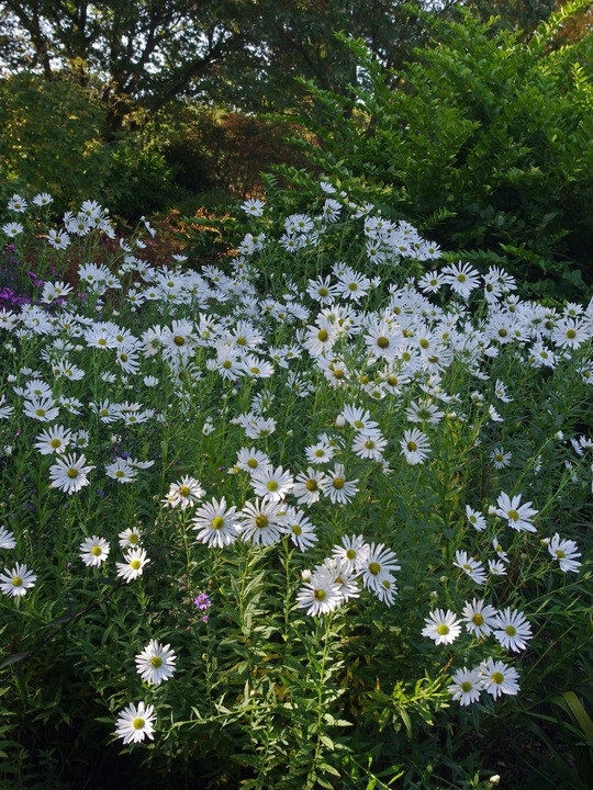 Leucanthemella serotina